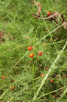 Garden asparagus